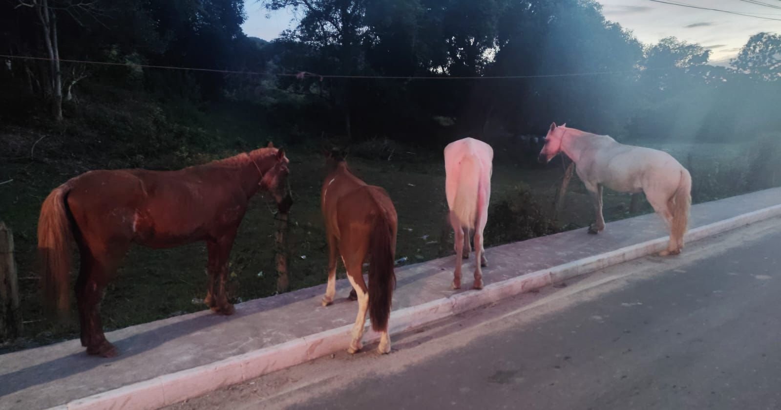 PM frustra furto de cavalos na Fazenda Pública de Maricá e prende homem em flagrante